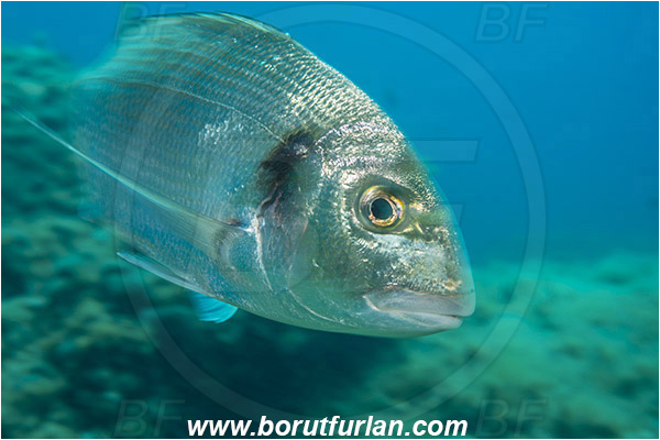 Island Zlarin, Croatia, Adriatic sea, Mediterranean sea, Sparus aurata, Sparus, Sparidae, Gilthead seabream, Bream, Fish