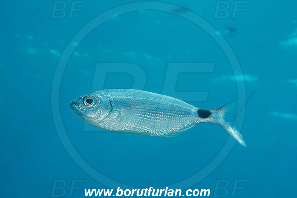 Island Zlarin, Croatia, Adriatic sea, Mediterranean sea, Oblada melanura, Oblada, Sparidae, Saddled seabream, Seabream, Fish