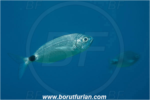 Island Zlarin, Croatia, Adriatic sea, Mediterranean sea, Oblada melanura, Oblada, Sparidae, Saddled seabream, Seabream, Fish