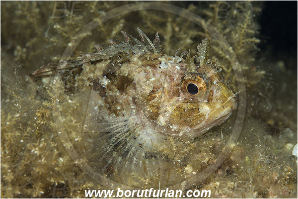Island Murter, Croatia, Adriatic sea, Mediterranean sea, Scorpaena porcus, Scorpaena, Scorpaenidae, Brown scorpionfish, Scorpionfish, Fish, Portrait
