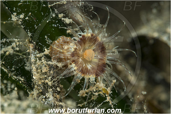 Island Murter, Croatia, Adriatic sea, Mediterranean sea, Paractinia striata, Paractinia, Actiniidae, Sea grass anemone, Anemone, Anthozoa, Cnidaria, Cnidarian