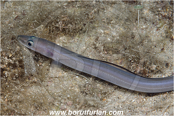 Island Murter, Croatia, Adriatic sea, Mediterranean sea, Conger conger, Conger, Congridae, European conger, Fish, Juvenile