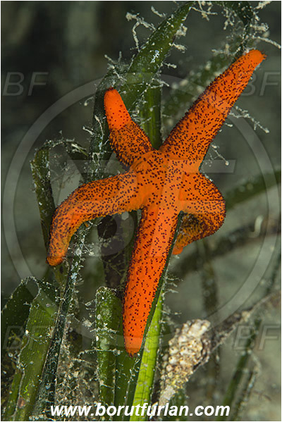 Island Murter, Croatia, Adriatic sea, Mediterranean sea, Echinaster sepositus, Echinaster, Echinasteridae, Red starfish, Strafish, Asteroidea, Echinodermata, Echinoderm