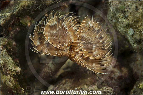Island Murter, Croatia, Adriatic sea, Mediterranean sea, Bispira volutacornis, Bispira, Sabellidae, Twin fan worm, Worm, Polychaeta