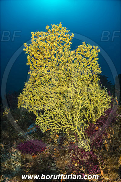 Kornati islands, Croatia, Adriatic sea, Mediterranean sea, Savalia savaglia, Savalia, Mediterranean Gold Coral, False Mediterranean Black Coral, Sea fan, Coral, Anthozoa, Cnidaria, Cnidarian, Reef