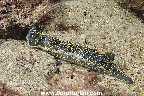 Rijeka, Croatia, Adriatic sea, Mediterranean sea, Felimare picta, Felimare, Chromodorididae, Painted dorid, Nudibranch, Sea slug, Gastropoda, Mollusca
