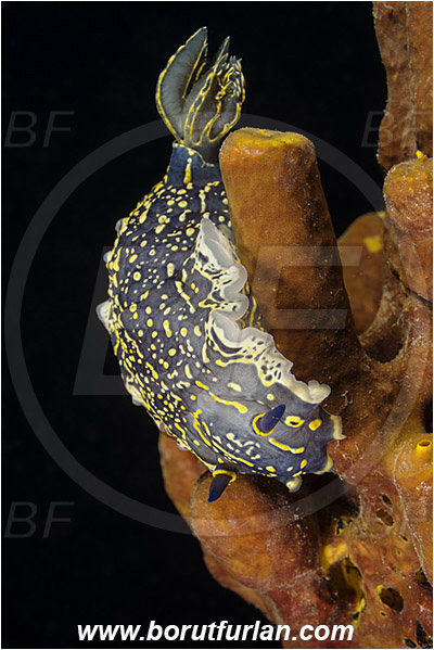 Rijeka, Croatia, Adriatic sea, Mediterranean sea, Felimare picta, Felimare, Chromodorididae, Painted dorid, Nudibranch, Sea slug, Gastropoda, Mollusca