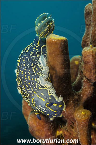 Rijeka, Croatia, Adriatic sea, Mediterranean sea, Felimare picta, Felimare, Chromodorididae, Painted dorid, Nudibranch, Sea slug, Gastropoda, Mollusca