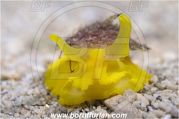 Rijeka, Croatia, Adriatic sea, Mediterranean sea, Tylodina perversa, Tylodina, Tylodinidae, Yellow umbrella slug, Sea snail, Gastropoda, Mollusca, Mollusc