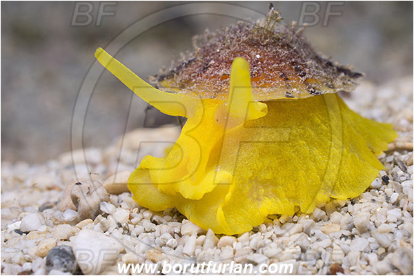 Rijeka, Croatia, Adriatic sea, Mediterranean sea, Tylodina perversa, Tylodina, Tylodinidae, Yellow umbrella slug, Sea snail, Gastropoda, Mollusca, Mollusc