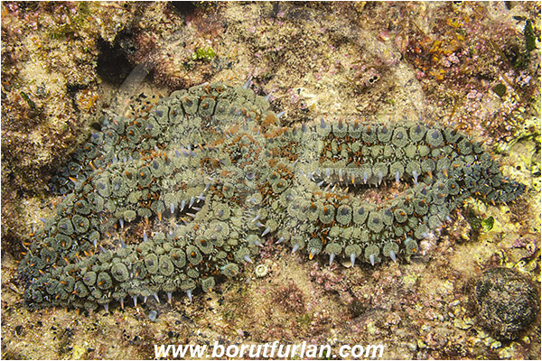 Rijeka, Croatia, Adriatic sea, Mediterranean sea, Marthasterias glacialis, Marthasterias, Asteriidae, Spiny starfish, Strafish, Asteroidea, Echinodermata, Echinoderm