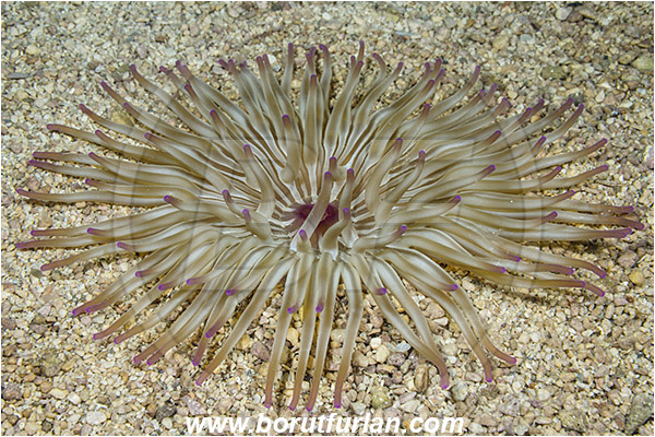 Rijeka, Croatia, Adriatic sea, Mediterranean sea, Condylactis aurantiaca, Condylactis, Actiniidae, Golden delicious anemone, Anemone, Anthozoa, Cnidaria, Cnidarian