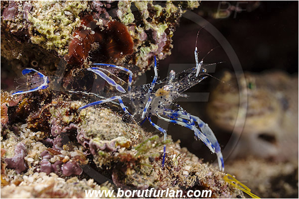 Rijeka, Croatia, Adriatic sea, Mediterranean sea, Periclimenes aegylios, Periclimenes, Palaemonidae, Decapoda, Commensal shrimp, Shrimp, Crustacea, Crustacean