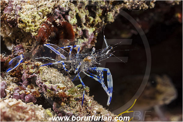 Rijeka, Croatia, Adriatic sea, Mediterranean sea, Periclimenes aegylios, Periclimenes, Palaemonidae, Decapoda, Commensal shrimp, Shrimp, Crustacea, Crustacean