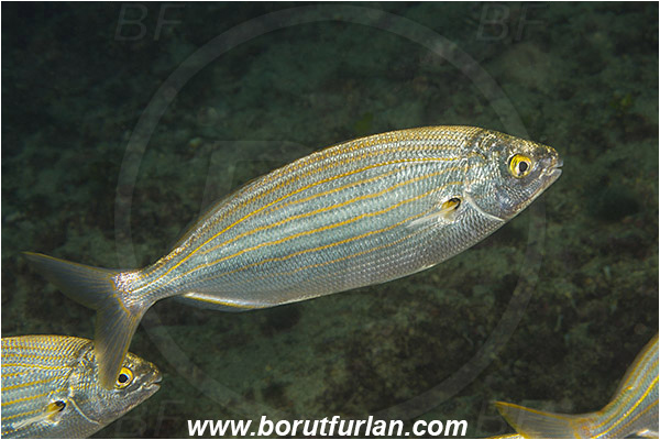 Rijeka, Croatia, Adriatic sea, Mediterranean sea, Sarpa salpa, Sarpa, Sparidae, Cow bream, Goldline, Bream, Fish