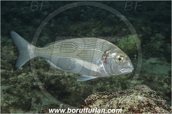 Rijeka, Croatia, Adriatic sea, Mediterranean sea, Sparus aurata, Sparus, Sparidae, Gilthead seabream, Bream, Fish