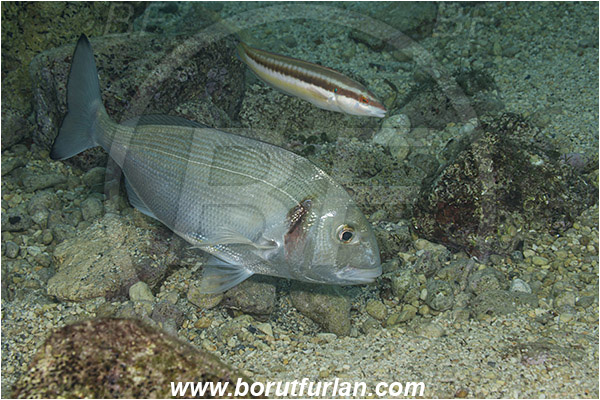 Rijeka, Croatia, Adriatic sea, Mediterranean sea, Sparus aurata, Sparus, Sparidae, Gilthead seabream, Bream, Fish