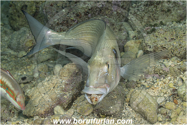 Rijeka, Croatia, Adriatic sea, Mediterranean sea, Sparus aurata, Sparus, Sparidae, Gilthead seabream, Bream, Fish, Feeding