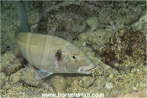 Rijeka, Croatia, Adriatic sea, Mediterranean sea, Sparus aurata, Sparus, Sparidae, Gilthead seabream, Bream, Fish, Feeding