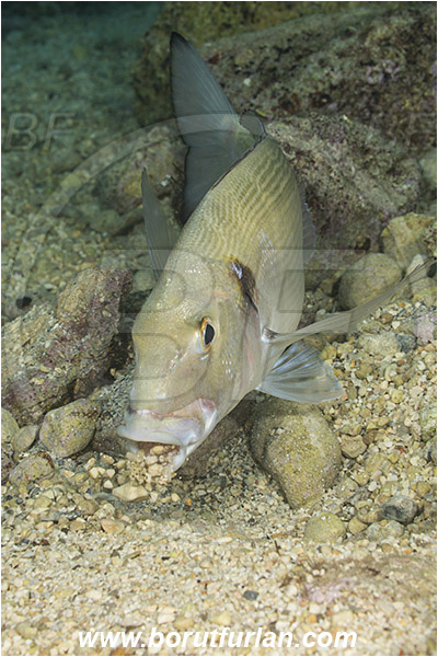 Rijeka, Croatia, Adriatic sea, Mediterranean sea, Sparus aurata, Sparus, Sparidae, Gilthead seabream, Bream, Fish, Feeding