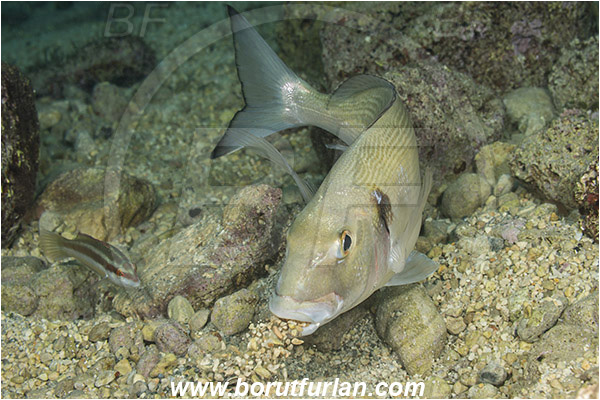 Rijeka, Croatia, Adriatic sea, Mediterranean sea, Sparus aurata, Sparus, Sparidae, Gilthead seabream, Bream, Fish, Feeding