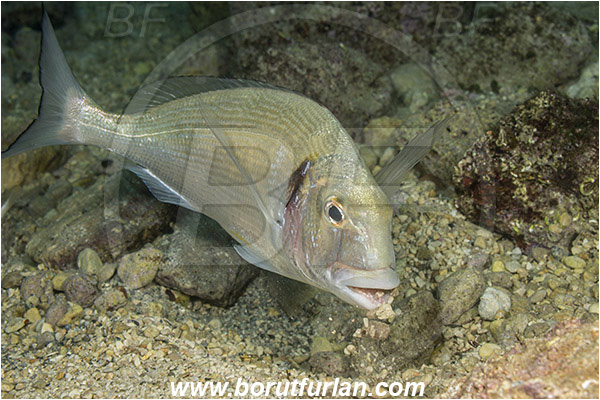 Rijeka, Croatia, Adriatic sea, Mediterranean sea, Sparus aurata, Sparus, Sparidae, Gilthead seabream, Bream, Fish, Feeding