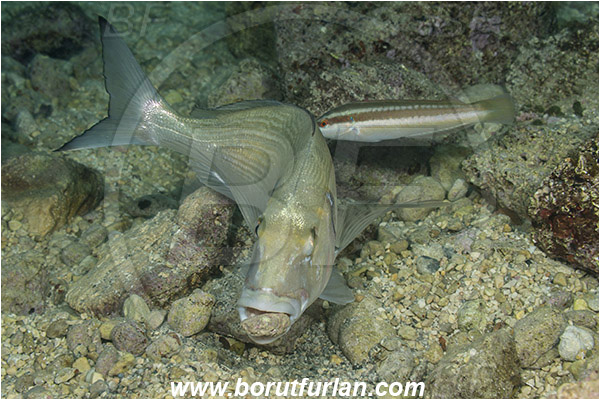 Rijeka, Croatia, Adriatic sea, Mediterranean sea, Sparus aurata, Sparus, Sparidae, Gilthead seabream, Bream, Fish, Feeding