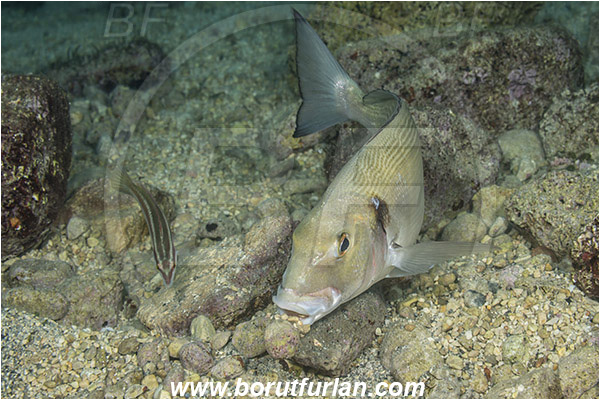 Rijeka, Croatia, Adriatic sea, Mediterranean sea, Sparus aurata, Sparus, Sparidae, Gilthead seabream, Bream, Fish, Feeding
