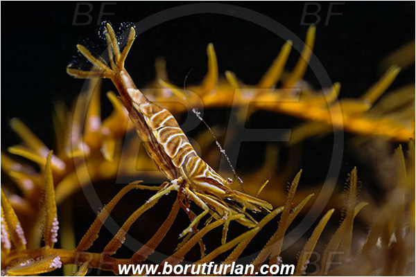 Saint Marina, Istria, Croatia, Adriatic sea, Mediterranean sea, Hippolyte prideauxiana, Hippolyte, Hippolytidae, Decapoda, Mediterranean featherstar shrimp, Shrimp, Crustacea, Crustacean