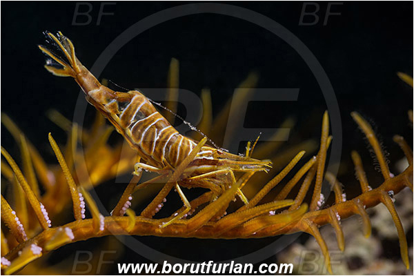 Saint Marina, Istria, Croatia, Adriatic sea, Mediterranean sea, Hippolyte prideauxiana, Hippolyte, Hippolytidae, Decapoda, Mediterranean featherstar shrimp, Shrimp, Crustacea, Crustacean