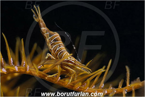 Saint Marina, Istria, Croatia, Adriatic sea, Mediterranean sea, Hippolyte prideauxiana, Hippolyte, Hippolytidae, Decapoda, Mediterranean featherstar shrimp, Shrimp, Crustacea, Crustacean