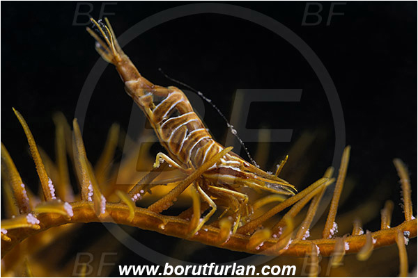 Saint Marina, Istria, Croatia, Adriatic sea, Mediterranean sea, Hippolyte prideauxiana, Hippolyte, Hippolytidae, Decapoda, Mediterranean featherstar shrimp, Shrimp, Crustacea, Crustacean