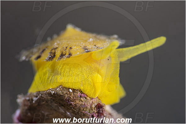 Saint Marina, Istria, Croatia, Adriatic sea, Mediterranean sea, Tylodina perversa, Tylodina, Tylodinidae, Yellow umbrella slug, Sea snail, Gastropoda, Mollusca, Mollusc