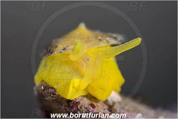 Saint Marina, Istria, Croatia, Adriatic sea, Mediterranean sea, Tylodina perversa, Tylodina, Tylodinidae, Yellow umbrella slug, Sea snail, Gastropoda, Mollusca, Mollusc