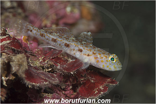 Saint Marina, Istria, Croatia, Adriatic sea, Mediterranean sea, Thorogobius macrolepis, Thorogobius, Gobiidae, Large-scaled goby, Goby, Fish