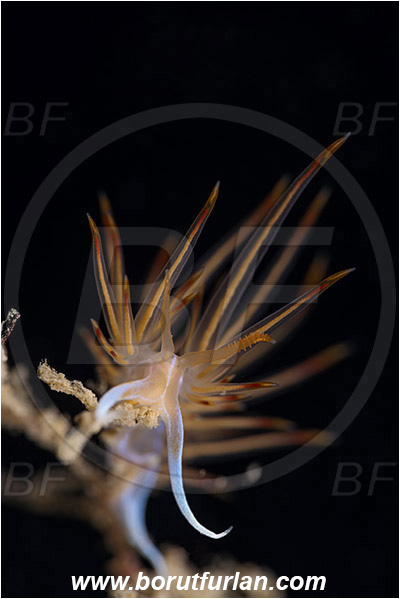 Saint Marina, Istria, Croatia, Adriatic sea, Mediterranean sea, Dondice banyulensis, Dondice, Myrrhinidae, Orange godiva, Orange sea slug, Nudibranch, Sea slug, Gastropoda, Mollusca, Portrait