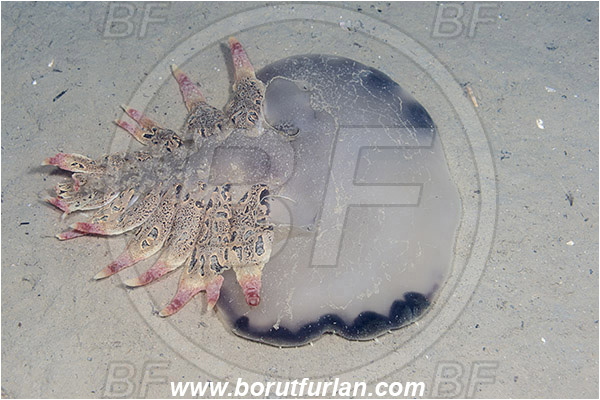 Piran, Slovenia, Adriatic sea, Mediterranean sea, Tethys fimbria, Tethys, Tethydidae, Fimbria snail, Nudibranch, Sea slug, Gastropoda, Mollusca