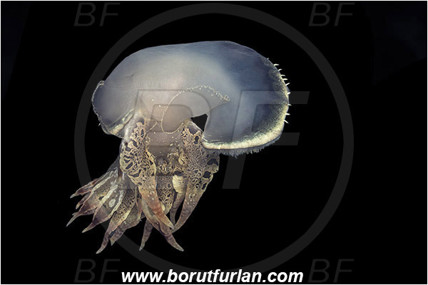 Piran, Slovenia, Adriatic sea, Mediterranean sea, Tethys fimbria, Tethys, Tethydidae, Fimbria snail, Nudibranch, Sea slug, Gastropoda, Mollusca, Swimming