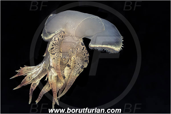 Piran, Slovenia, Adriatic sea, Mediterranean sea, Tethys fimbria, Tethys, Tethydidae, Fimbria snail, Nudibranch, Sea slug, Gastropoda, Mollusca, Swimming