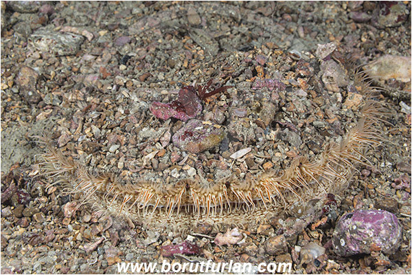 Piran, Slovenia, Adriatic sea, Mediterranean sea, Pecten jacobaeus, Pecten, Pectinidae, Bivalvia, Mollusca, Mollusc, Mediterranean scallop, Scallop, Shell