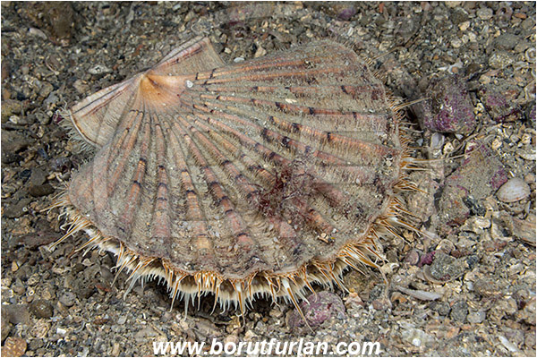 Piran, Slovenia, Adriatic sea, Mediterranean sea, Pecten jacobaeus, Pecten, Pectinidae, Bivalvia, Mollusca, Mollusc, Mediterranean scallop, Scallop, Shell