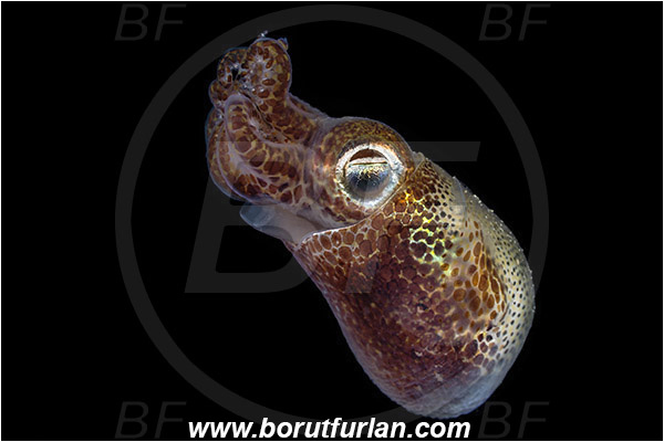 Piran, Slovenia, Adriatic sea, Mediterranean sea, Sepiola sp., Sepiola, Sepiolidae, Sepiola cuttlefish, Cuttlefish, Cephalopoda, Mollusca, Mollusc, Swimming