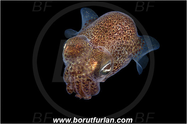Piran, Slovenia, Adriatic sea, Mediterranean sea, Sepiola sp., Sepiola, Sepiolidae, Sepiola cuttlefish, Cuttlefish, Cephalopoda, Mollusca, Mollusc, Swimming