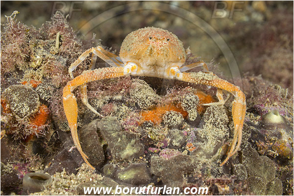 Piran, Slovenia, Adriatic sea, Mediterranean sea, Ilia nucleus, Ilia, Leucosiidae, Decapoda, Crustacea, Crustacean, Pebble Crab, Crab