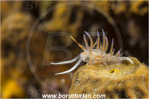 Piran, Slovenia, Adriatic sea, Mediterranean sea, Cratena peregrina, Cratena, Facelinidae, Tricolor nudibranch, Nudibranch, Sea slug, Gastropoda, Mollusca, Backlight, Backlit
