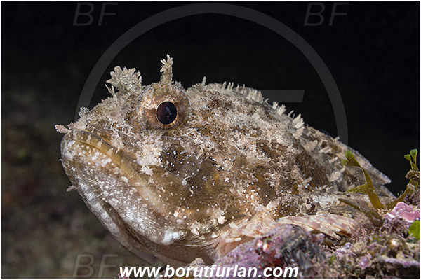 Piran, Slovenia, Adriatic sea, Mediterranean sea, Scorpaena porcus, Scorpaena, Scorpaenidae, Brown scorpionfish, Scorpionfish, Fish, Portrait
