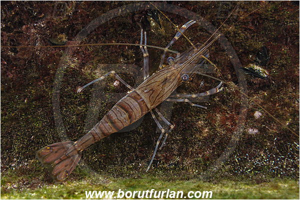Piran, Slovenia, Adriatic sea, Mediterranean sea, Palaemon serratus, Palaemon, Palaemonidae, Decapoda, Common prawn, Shrimp, Crustacea, Crustacean