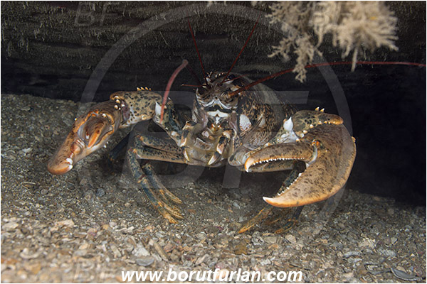 Piran, Slovenia, Adriatic sea, Mediterranean sea, Homarus gammarus, Homarus, Nephropidae, Decapoda, European lobster, Common lobster, Lobster, Crustacea, Crustacean