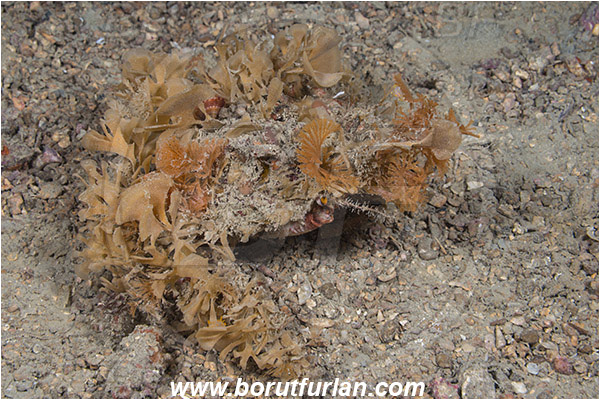 Piran, Slovenia, Adriatic sea, Mediterranean sea, Maja crispata, Maja, Majidae, Decapoda, Crustacea, Crustacean, Little European Spider Crab, Crab, Camouflage