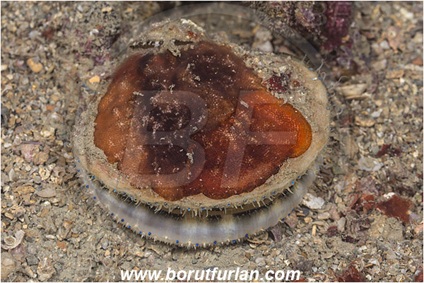 Piran, Slovenia, Adriatic sea, Mediterranean sea, Flexopecten glaber, Flexopecten, Pectinidae, Bivalvia, Mollusca, Mollusc, Smooth scallop, Scallop, Shell